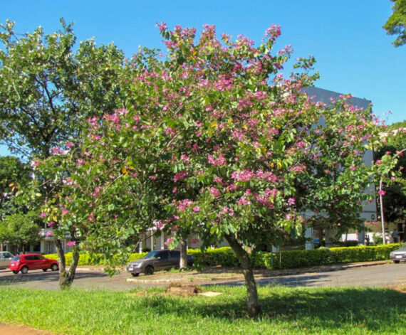 BAUHINIA PURPUROWA Bauhinia Purpurea