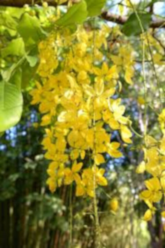 STRĄCZYNIEC CEWIASTY Cassia fistula