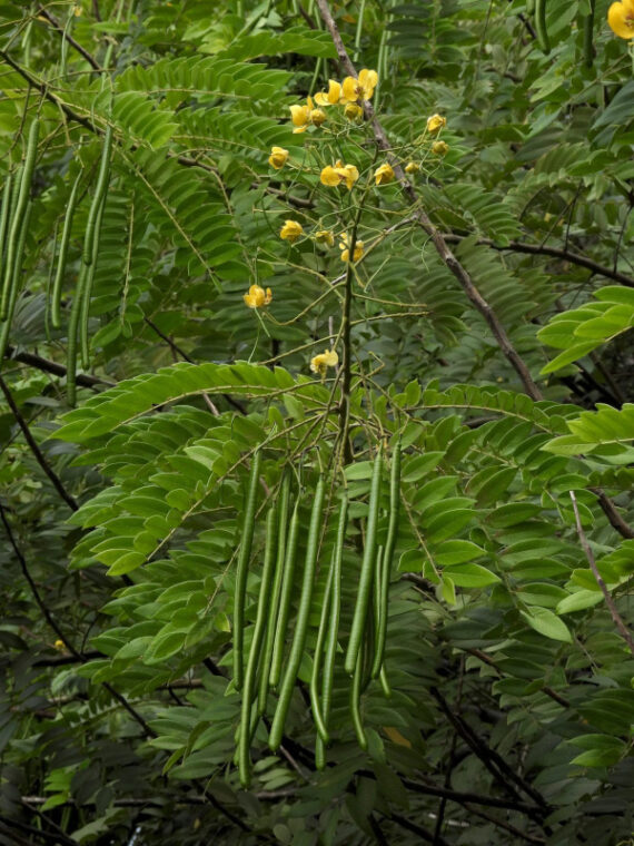 STRĄCZYNIEC CEWIASTY Cassia fistula