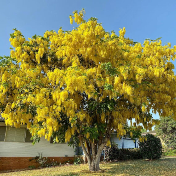 STRĄCZYNIEC CEWIASTY Cassia fistula