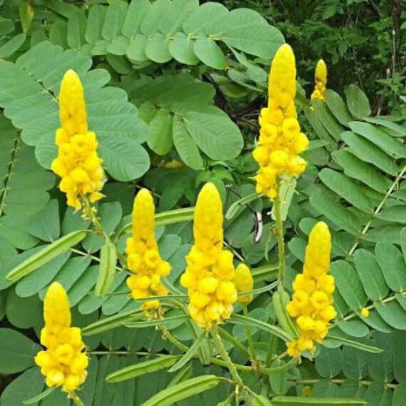  STRĄCZYNIEC OSKRZYDLONY  Cassia Alata