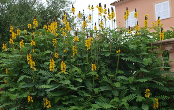  STRĄCZYNIEC OSKRZYDLONY  Cassia Alata