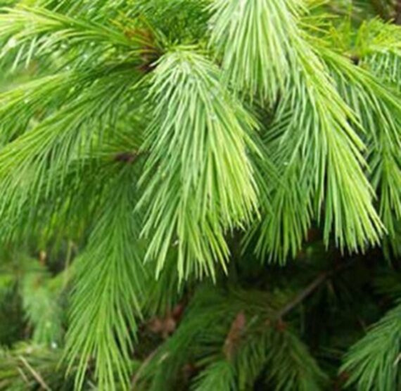 Picea smithiana