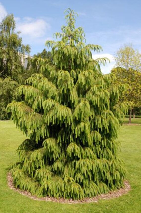 Picea smithiana