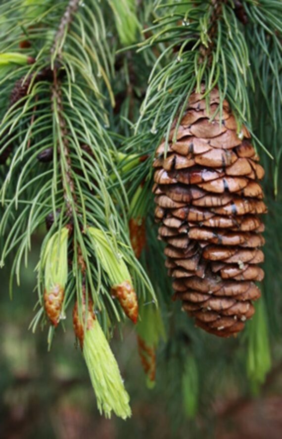 Picea smithiana