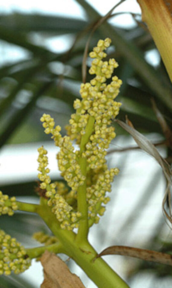 Trachycarpus fortunei