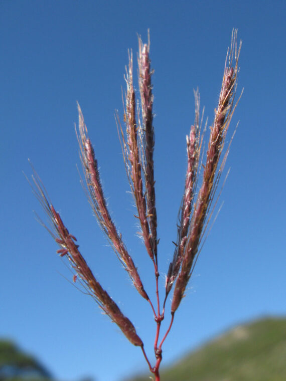 Dichanthium annulatum