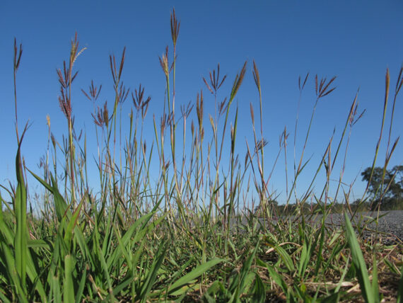 Dichanthium annulatum