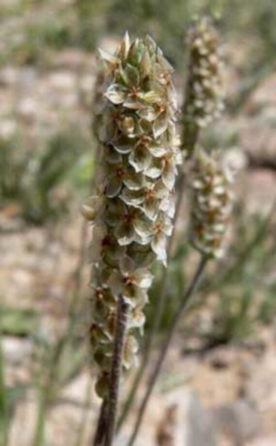 BABKA JAJOWATA Plantago ovata