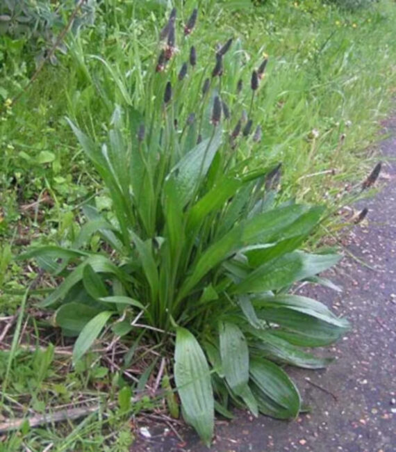 BABKA JAJOWATA Plantago ovata