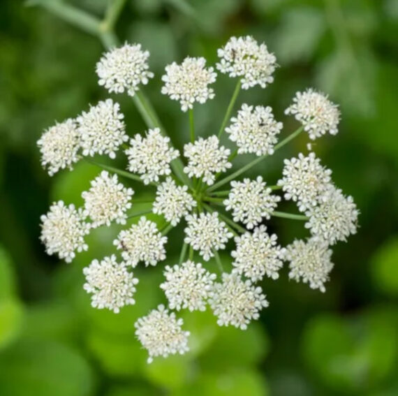 BIEDRZENIEC ANYŻ Pimpinella anisum