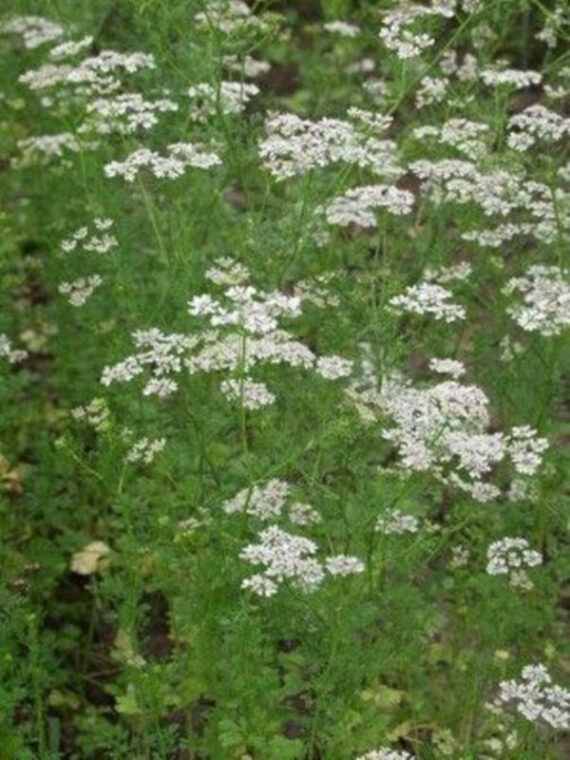 BIEDRZENIEC ANYŻ Pimpinella anisum