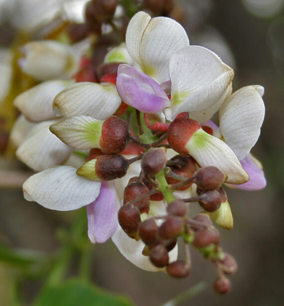 GARDENIA JAŚMINOWATA Pongamia pinnata