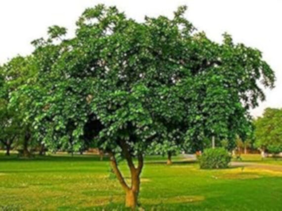 GARDENIA JAŚMINOWATA Pongamia pinnata