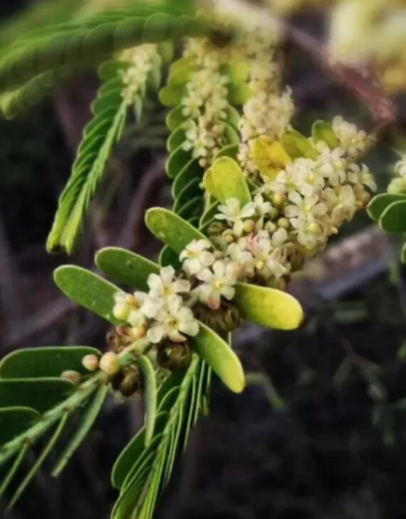 LIŚCIOKWIAT GARBNIKOWY  Phyllanthus emblica