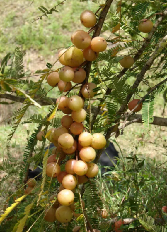 LIŚCIOKWIAT GARBNIKOWY  Phyllanthus emblica