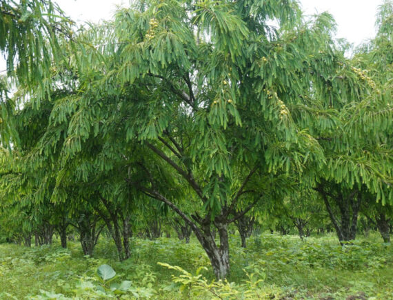 LIŚCIOKWIAT GARBNIKOWY  Phyllanthus emblica