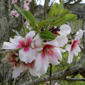 MIGDAŁOWIEC POSPOLITY  Prunus amygdalus