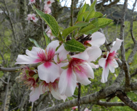 MIGDAŁOWIEC POSPOLITY  Prunus amygdalus