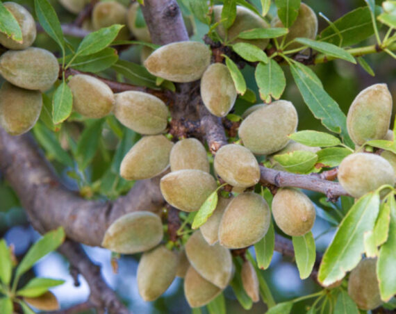 MIGDAŁOWIEC POSPOLITY  Prunus amygdalus