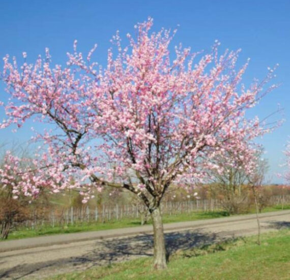 MIGDAŁOWIEC POSPOLITY  Prunus amygdalus