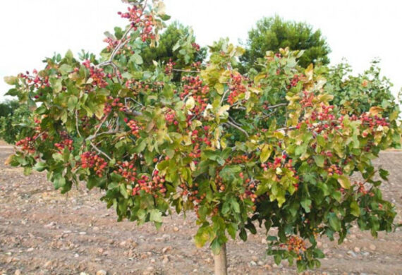 PISTACJA WŁAŚCIWA  Pistacia vera