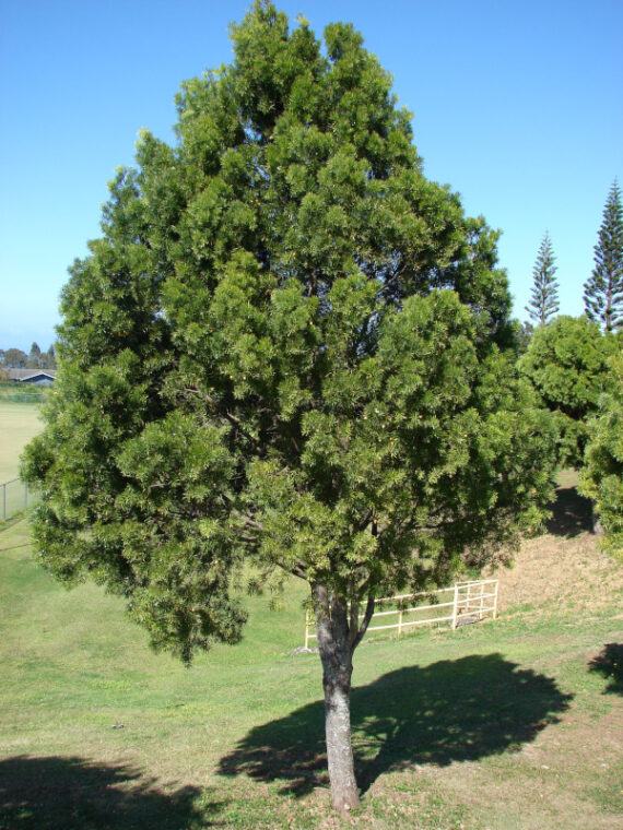 PODOCARPUS GRACILIOR Podocarpus gracilior