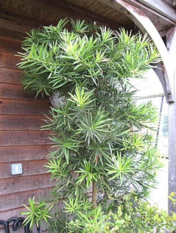 PODOKARP WIELKOLISTNY Podocarpus makrophyllus