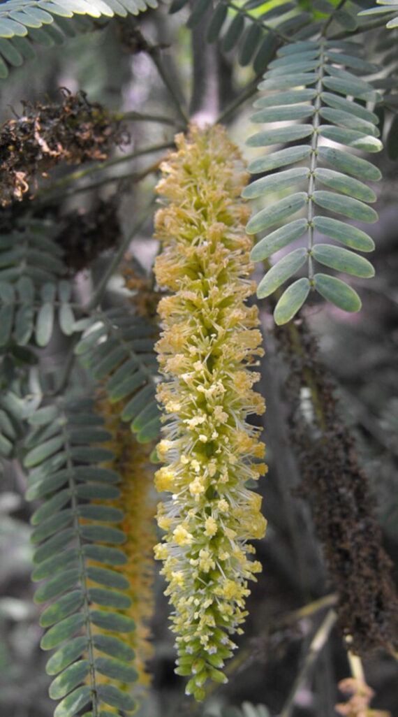 PROSOPIS CHILENSIS  Prosopis chilensis