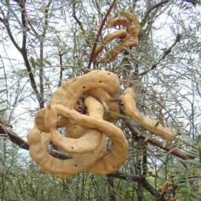 PROSOPIS CHILENSIS  Prosopis chilensis