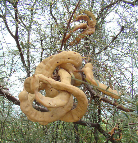 PROSOPIS CHILENSIS  Prosopis chilensis