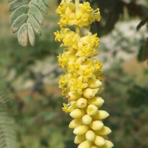 PROSOPIS CINERARIA Prosopis cineraria