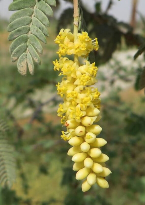 PROSOPIS CINERARIA Prosopis cineraria