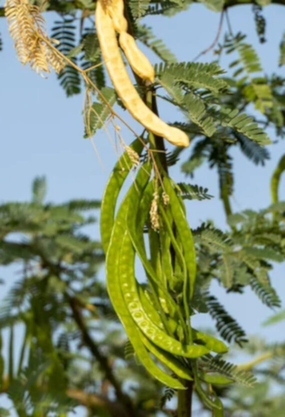 PROSOPIS CINERARIA Prosopis cineraria