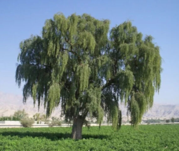 PROSOPIS CINERARIA Prosopis cineraria