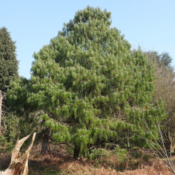 SOSNA PŁACZĄCA Pinus patula