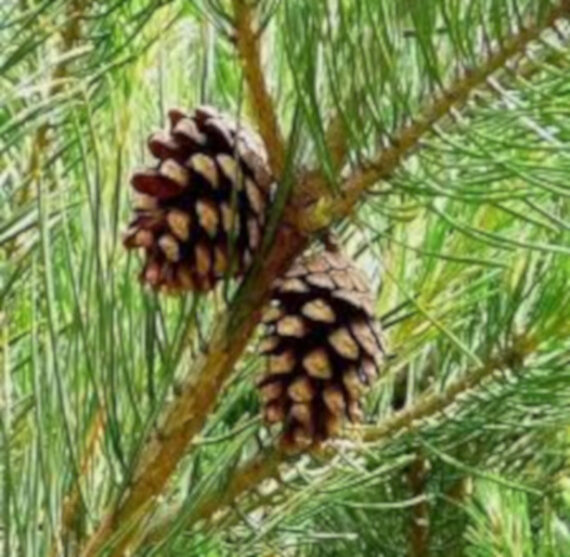 SOSNA ROXBURGHII Pinus roxburghii