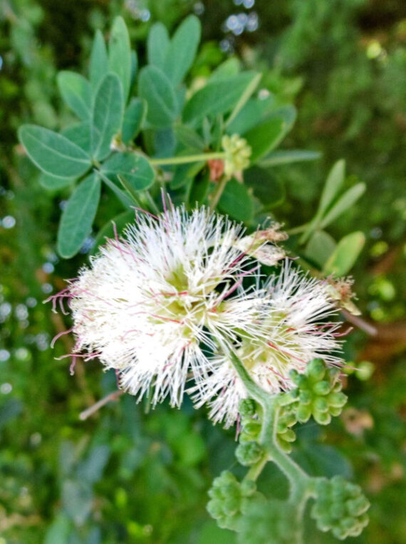 TAMARYNOWIEC MANILSKI Pithecellobium dulce