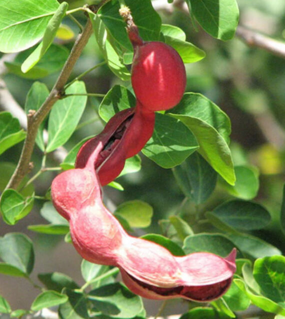 TAMARYNOWIEC MANILSKI Pithecellobium dulce