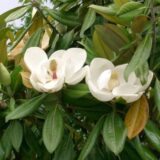 MAGNOLIA WIELKOKWIATOWA Magnolia grandiflora