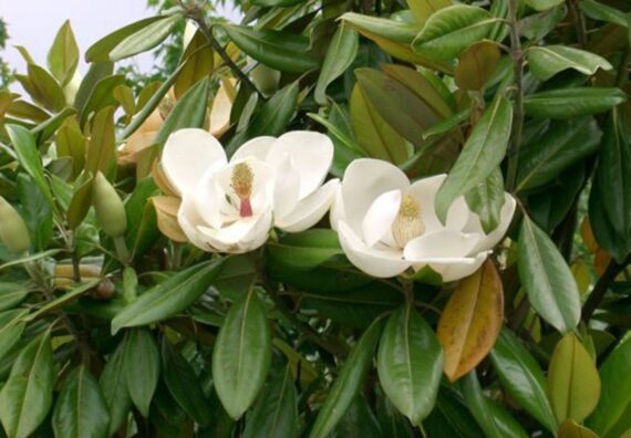 MAGNOLIA WIELKOKWIATOWA Magnolia grandiflora