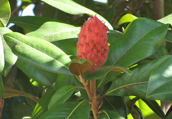 MAGNOLIA WIELKOKWIATOWA Magnolia grandiflora - obrazek 2