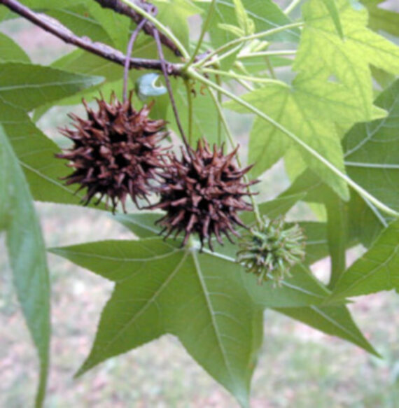 Liquidambar styraciflua - Image 3