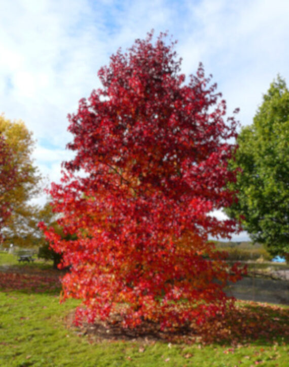 Liquidambar styraciflua