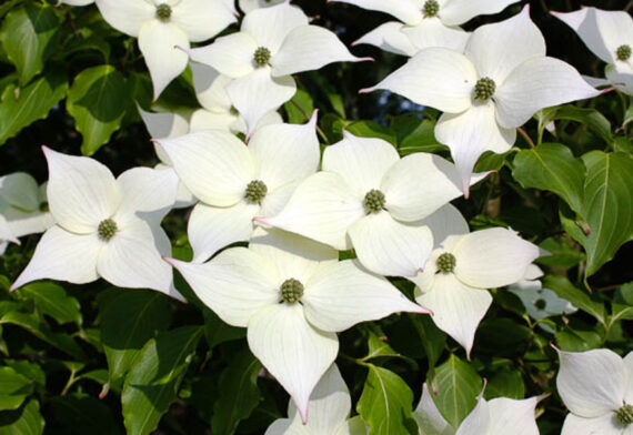 Cornus kausa chinensis
