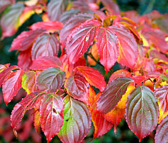 Cornus kausa chinensis - Image 2