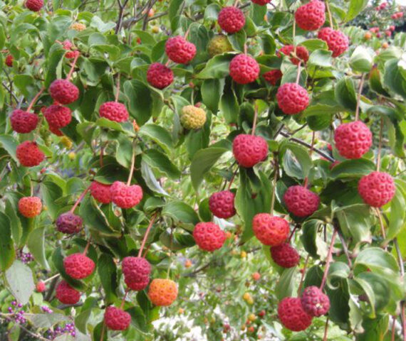 Cornus kausa chinensis - Image 4