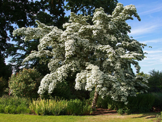 Cornus kausa chinensis - Image 5