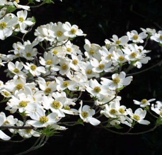 Cornus florida - Image 2