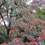 Cornus florida